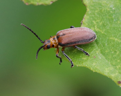 Poneridia semipullata