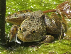 Euphlyctis cyanophlyctis