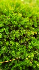 Aulacomnium androgynum