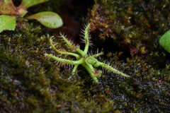 Drosera indica