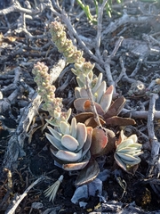 Crassula tomentosa