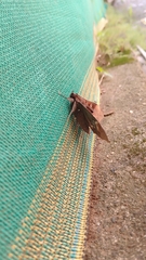 Ischyja manlia