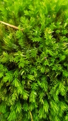 Aulacomnium androgynum