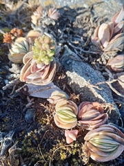 Crassula tomentosa