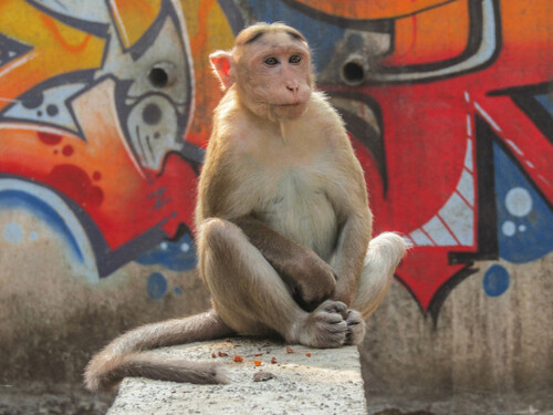 Bonnet Macaque, photo 4 of 9
