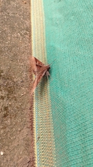 Ischyja manlia