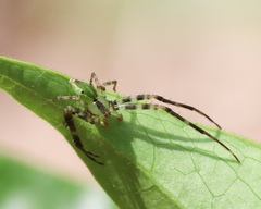 Sidymella rubrosignata