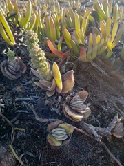 Crassula tomentosa