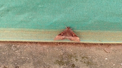 Ischyja manlia