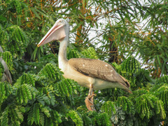 Pelecanus philippensis