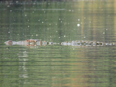 Crocodylus palustris