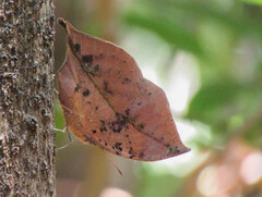 Kallima horsfieldii