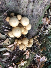 Gymnopilus ventricosus