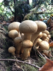 Gymnopilus ventricosus
