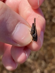 Tettigidea lateralis