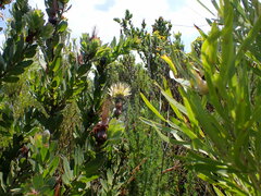 Protea aurea aurea