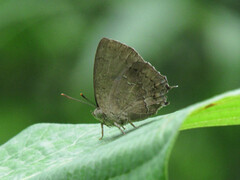 Surendra quercetorum