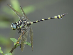 Ictinogomphus rapax