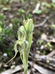 Pterostylis setifera