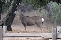 Odocoileus hemionus californicus