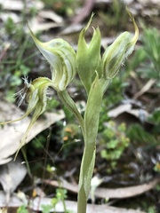 Pterostylis setifera