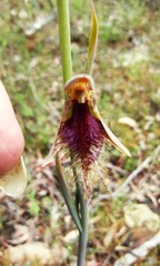 Calochilus robertsonii