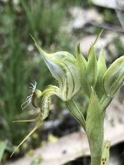 Pterostylis setifera