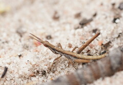 Vandiemenella viatica