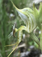 Pterostylis setifera