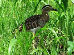 Burhinus bistriatus