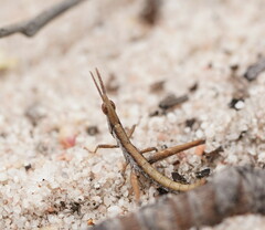 Vandiemenella viatica