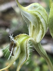 Pterostylis setifera