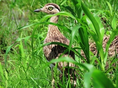 Burhinus bistriatus