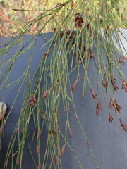 Platycaulos callistachyus