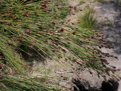 Platycaulos callistachyus
