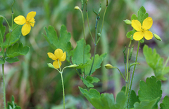 Chelidonium majus