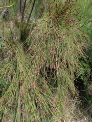 Platycaulos callistachyus