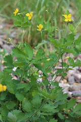 Chelidonium majus