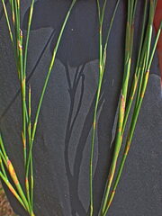 Platycaulos callistachyus