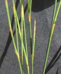 Platycaulos callistachyus