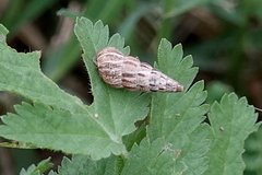 Cochlicella acuta
