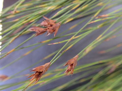 Platycaulos callistachyus