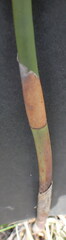 Platycaulos callistachyus