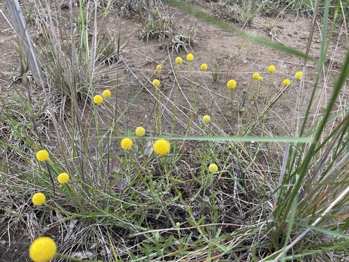Pycnosorus chrysanthus, photograph 6