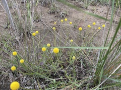 Pycnosorus chrysanthus
