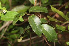 Ichnocarpus frutescens
