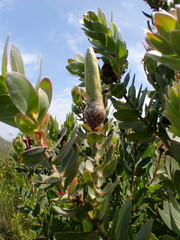 Protea aurea aurea