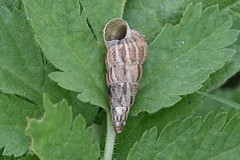 Cochlicella acuta