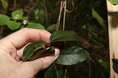 Ichnocarpus frutescens