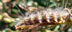 Catephiini
